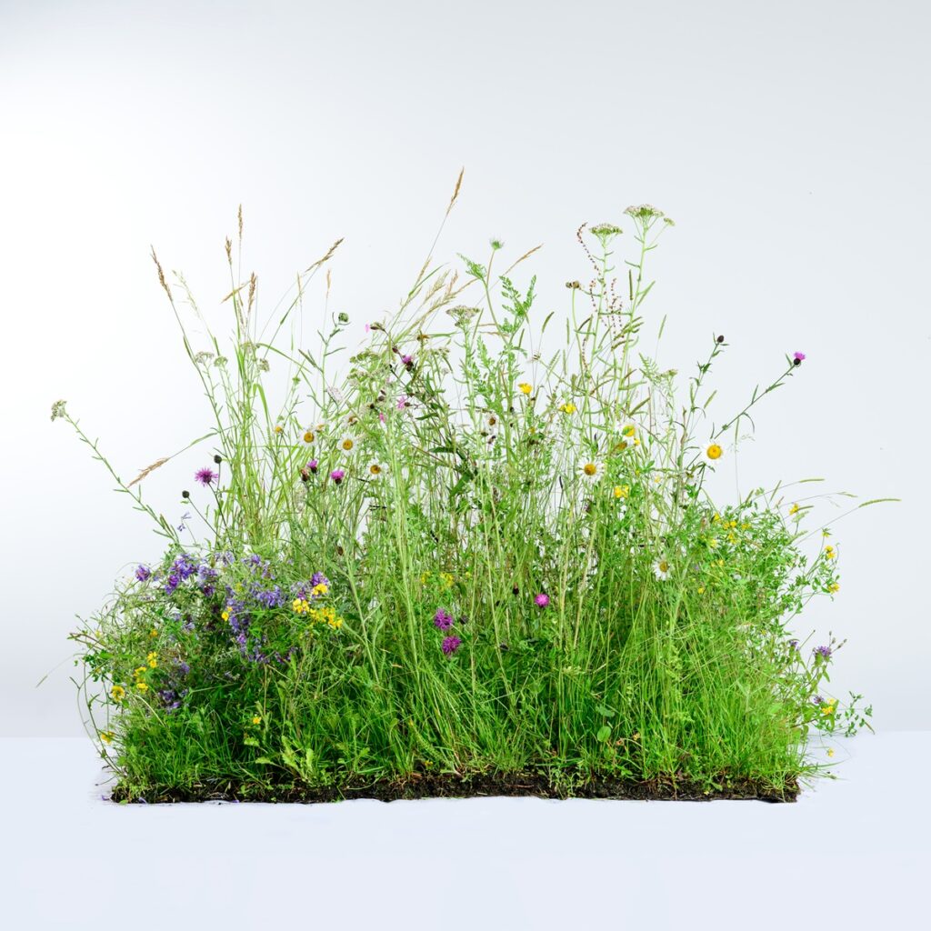 Rolawn Wildflower Turf Landscape 34 Turf – 20m&sup2; 5060094341958 2